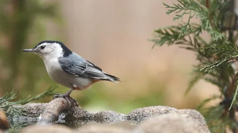 White-breasted Nuthatch Видео 47126766