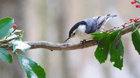 White-breasted Nuthatch Vídeos de archivo 59544591