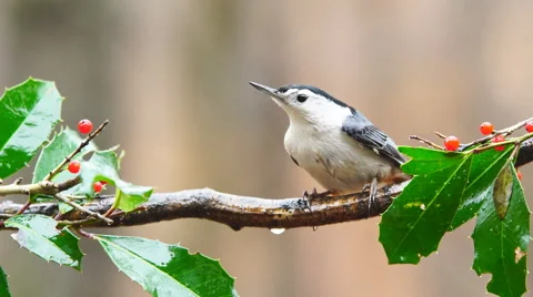 White-breasted Nuthatch Stock Footage 59575520