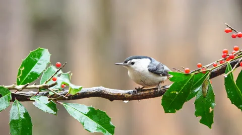 White-breasted Nuthatch Vidéo 59575692