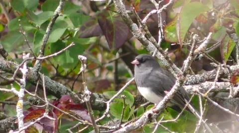 White Breasted Nuthatch Stock Footage 69056515