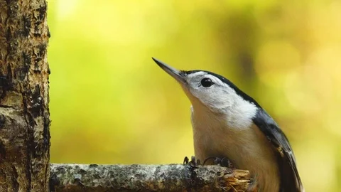 White-breasted Nuthatch Stock Footage 69887995