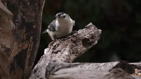 White Breasted Nuthatch Stock Footage 75389264