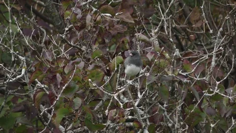 White Breasted Nuthatch Stock Footage 75389335