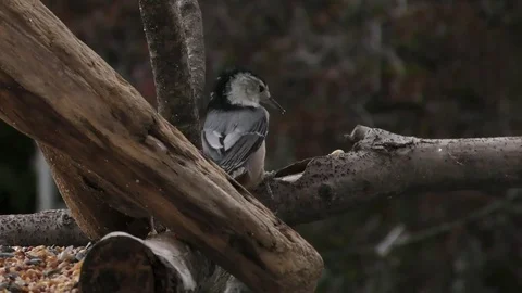 White Breasted Nuthatch Stock Footage 75391870