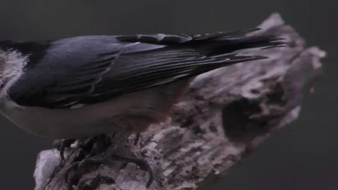 White-breasted Nuthatch Stock Footage 75423860