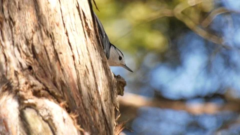 White breasted nuthatch Stock Footage 105862909