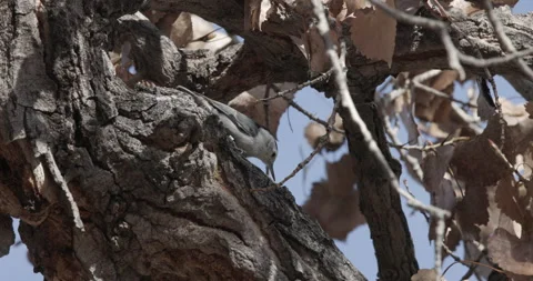 White Breasted Nuthatch Stock Footage 240573221
