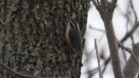 White breasted nuthatch foraging for insects on a tree trunk in winter forest Stock Footage 325610834