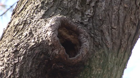 White Breasted nuthatch going in and out of its Nest Video stock 49215667