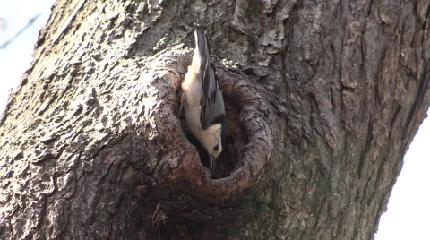 White Breasted Nuthatch by its Nest with a Bug in its Beak Stock Footage 49214808