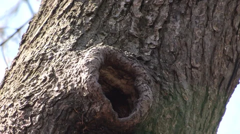 White Breasted Nuthatch by its Nest with food in its Beak Video stock 49215359
