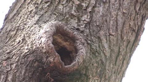 White Breasted Nuthatch by its Nest with a Bug in its Beak Stock Footage 49215511