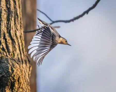 White-breasted Nuthatch launching from a tree trunk 스톡 사진
