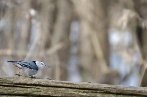 White-breasted Nuthatch perched on a cedar rail fence 写真素材