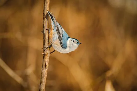 White-breasted Nuthatch perched Stock Photos
