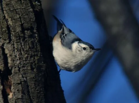 White-breasted nuthatch Stock Photos