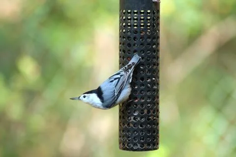 White-breasted nuthatch Stock Photos
