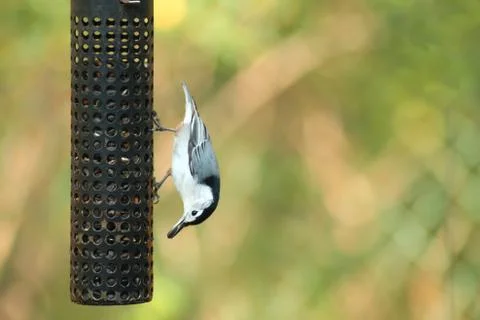 White-breasted nuthatch Stock Photos