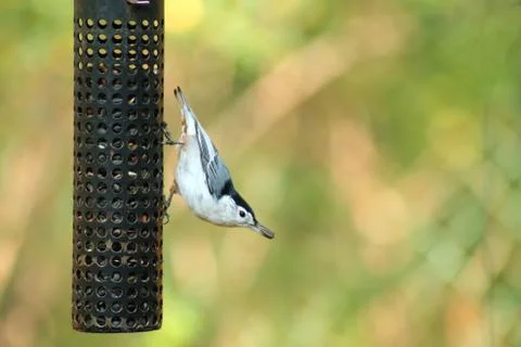 White-breasted nuthatch Stock Photos