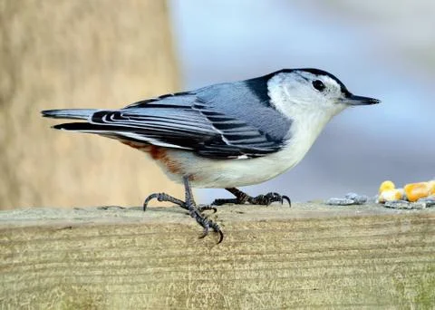 White-breasted nuthatch Stock Photos