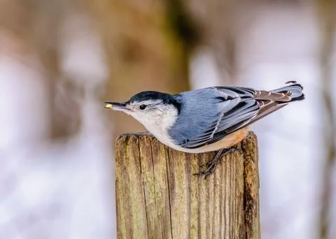 White-breasted nuthatch Stock Photos