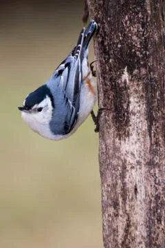White-breasted Nuthatch Stock Photos