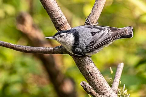 White breasted nuthatch Stock Photos