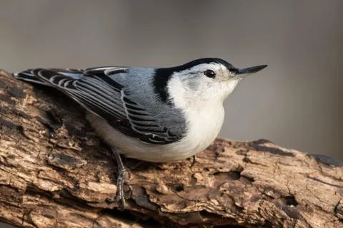 White-breasted Nuthatch Stock Photos