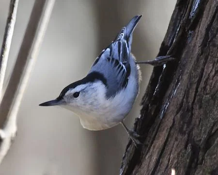 White-breasted Nuthatch Stock Photos