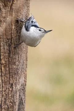 White-breasted Nuthatch Stock Photos