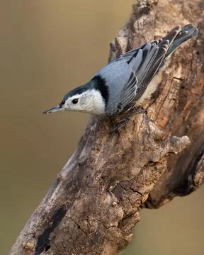 White-breasted Nuthatch Stock Photos