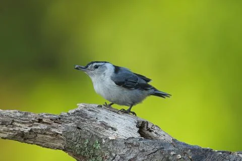 White-breasted Nuthatch Stock Photos