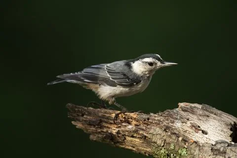 White-breasted Nuthatch Stock Photos