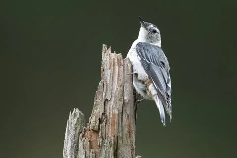 White-breasted Nuthatch Stock Photos