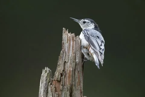 White-breasted Nuthatch Stock Photos