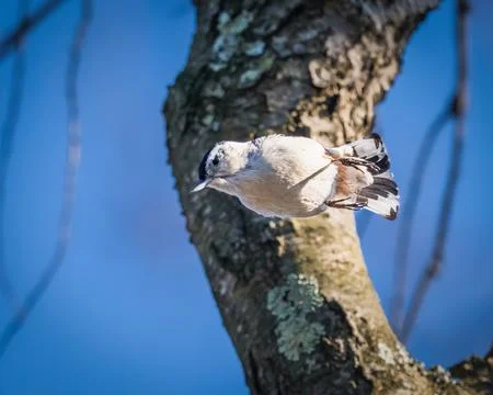 White-Breasted Nuthatch Foto stock