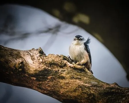 White Breasted Nuthatch Stock Photos