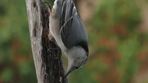 White Breasted Nuthatch Searches for Bugs Stock Footage 75388972