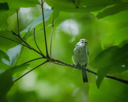 White-breasted Nuthatch singing on a tree branch 스톡 사진