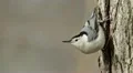 White-breasted Nuthatch (Sitta carolinensis) 3 HD Footage