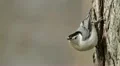 White-breasted Nuthatch (Sitta carolinensis) 2 HD Footage