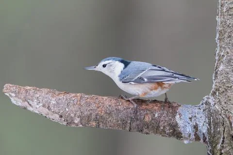 White-breasted Nuthatch standing on a pine tree branch Stock Photos