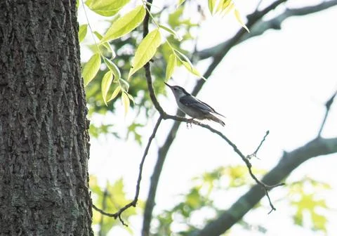 White breasted nuthatch in a tree Stock Photos