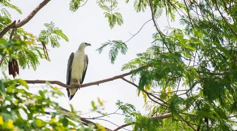 White-breasted sea eagle perch on a tree branch near the Kumbichchan Kulama.. Stock Photos