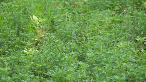 White-breasted Waterhen bird Stock Footage 319928663