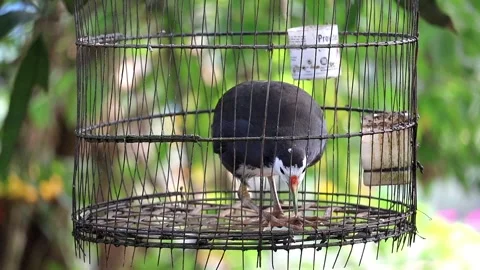 White-breasted Waterhen close-up (caged); gently swaying in the breeze. Stock Footage 320588167