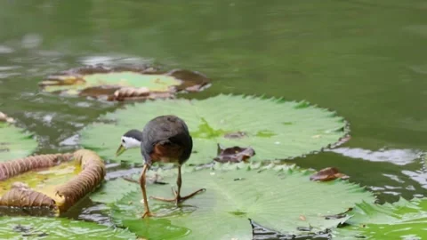 White-Breasted Waterhen Stock Footage 236014744