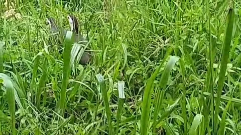 White-breasted Waterhen. Stock Footage 300275004