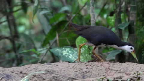 A White-Breasted Waterhen Stock Footage 304254189